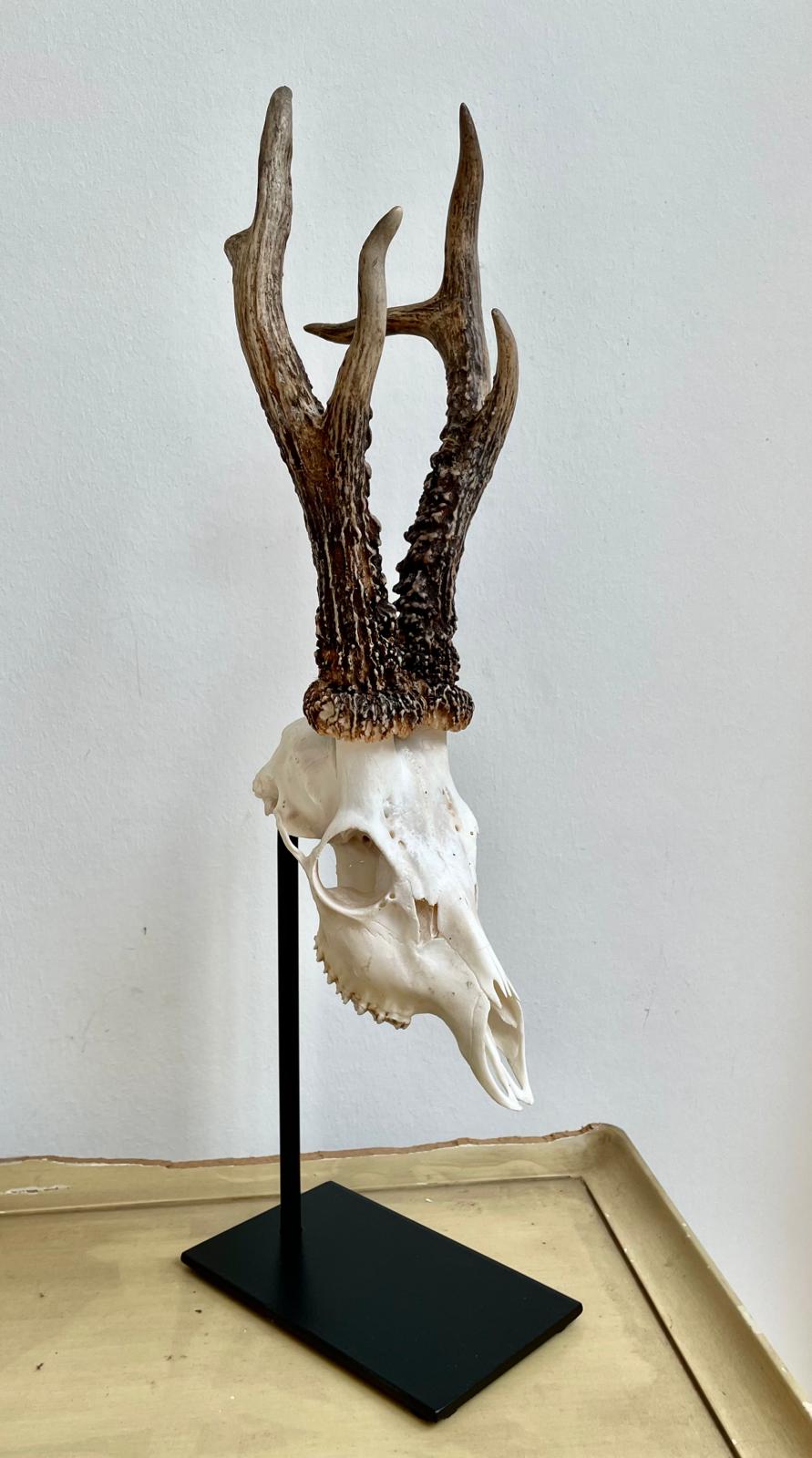 Trophäenständer Rehwild Stahl