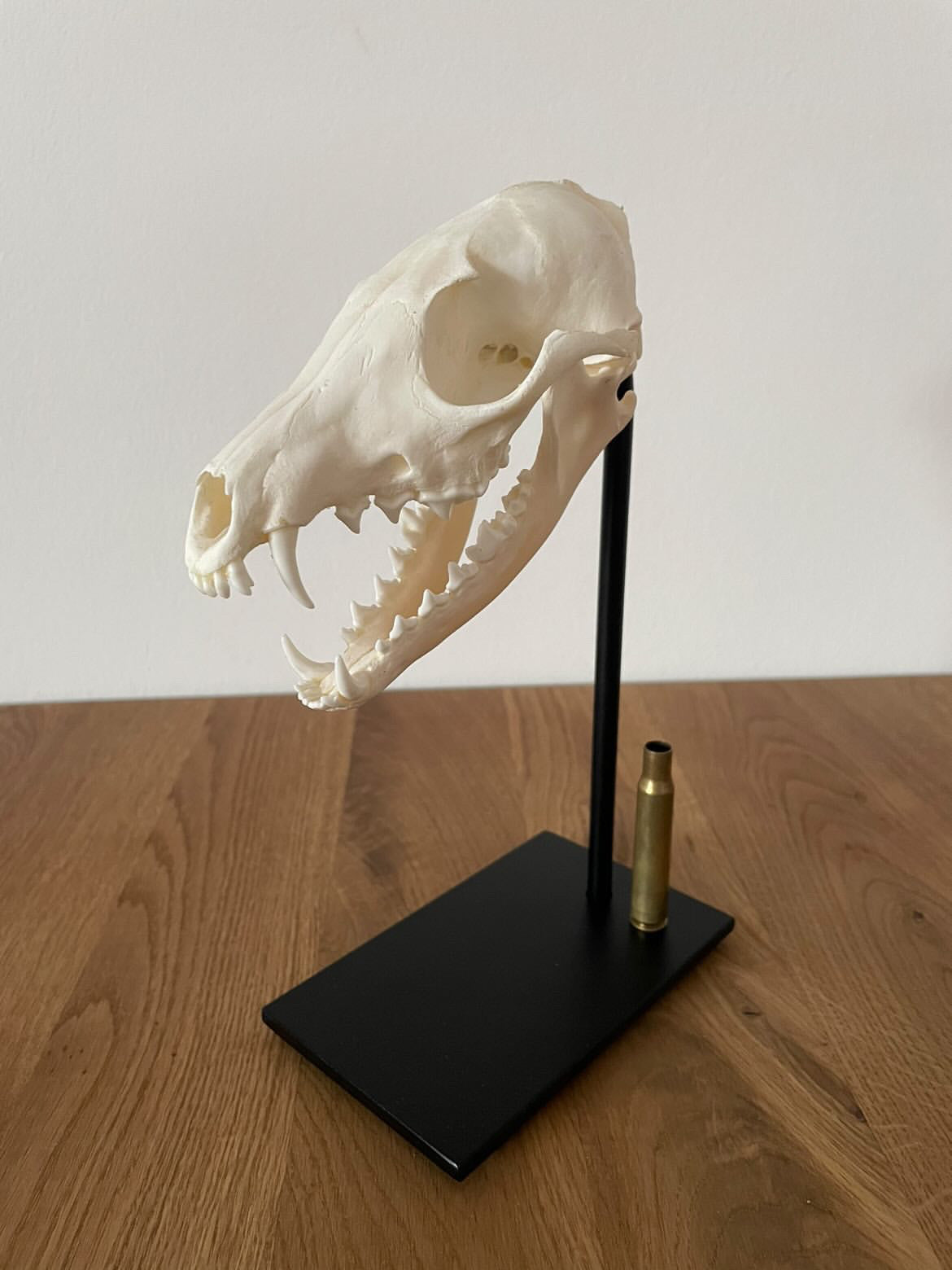 Trophäenständer Raubwild Stahl