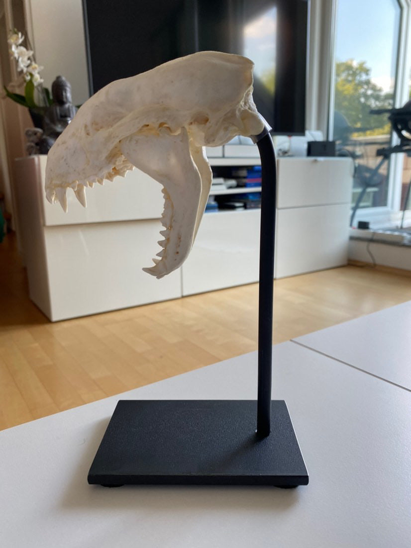 Trophäenständer Raubwild Stahl