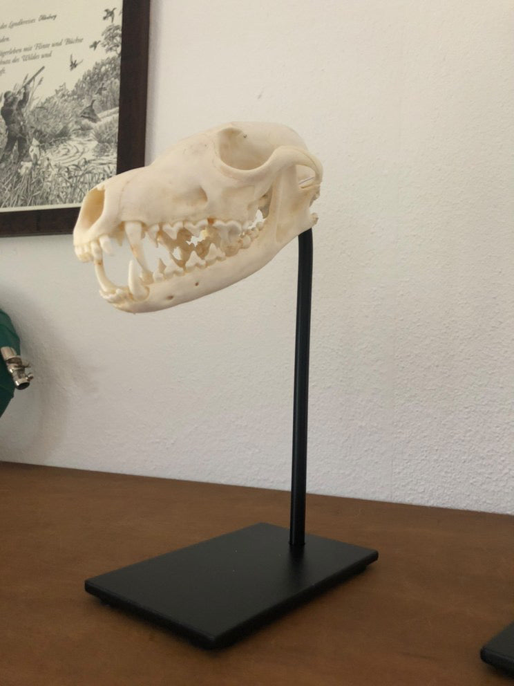 Trophäenständer Raubwild Stahl