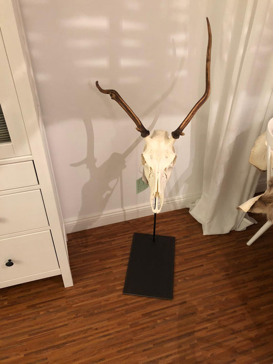 Trophäenständer Rotwild Stahl