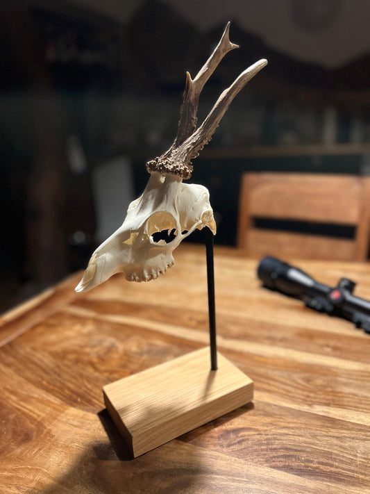 Trophäenständer Rehwild aus Holz | Eiche & Zirbe