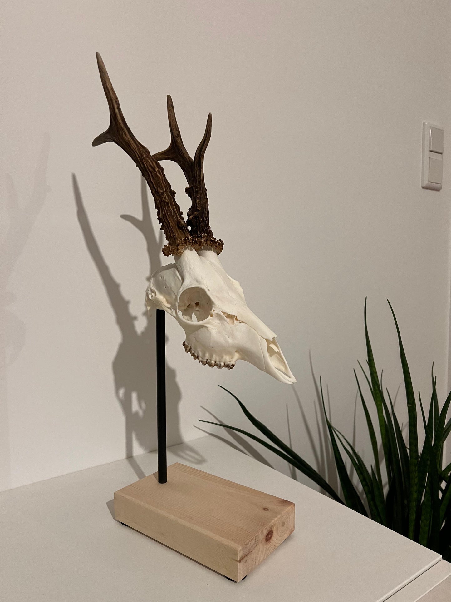 Trophäenständer Rehwild aus Holz | Eiche & Zirbe