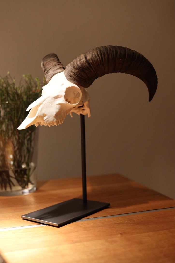 Trophäenständer Muffelwild Stahl