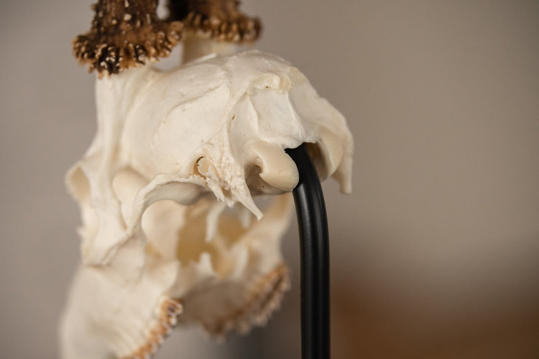 Trophäenständer Rehwild Stahl