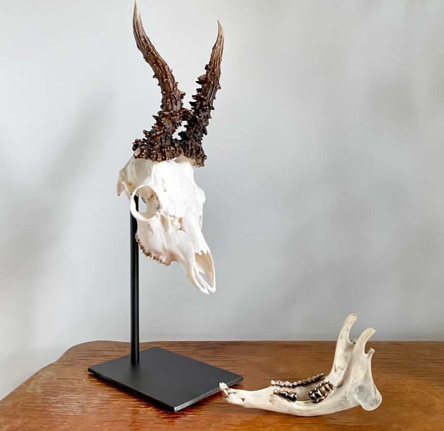 Trophäenständer Rehwild Stahl