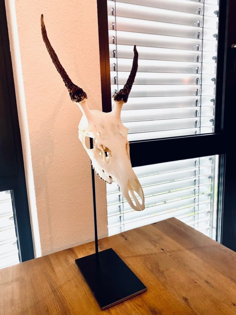 Trophäenständer Damwild Stahl