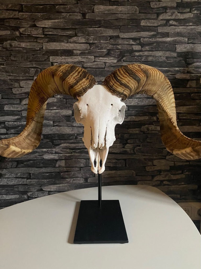 Trophäenständer Muffelwild Stahl