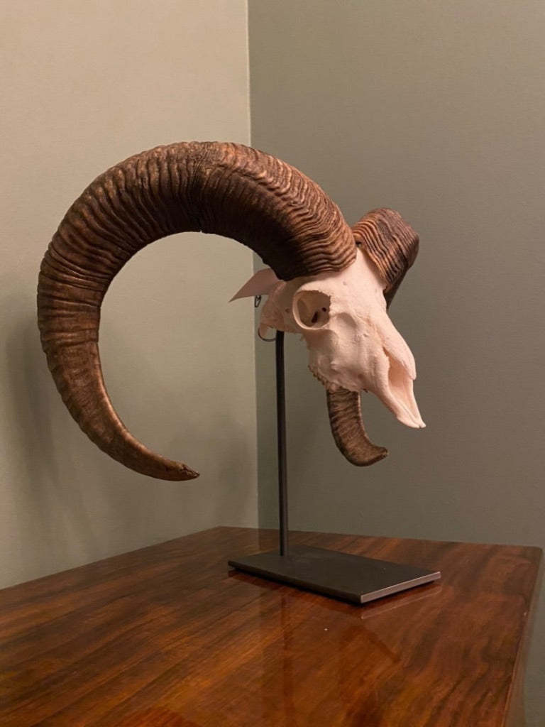 Trophäenständer Muffelwild Stahl