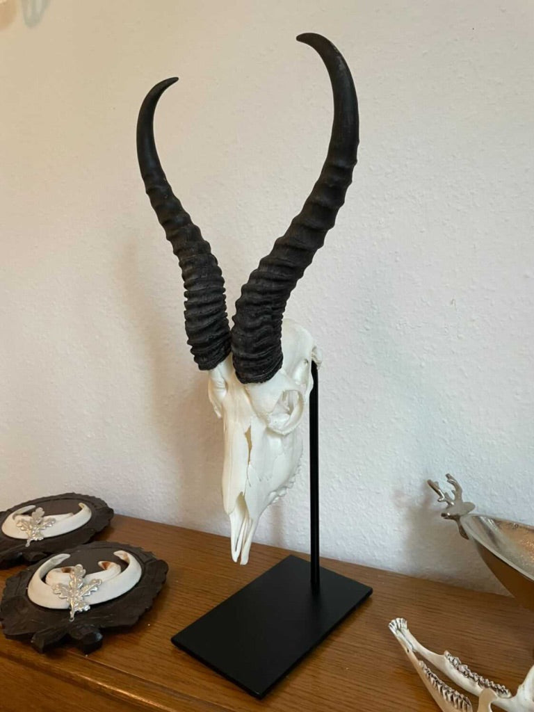 Trophäenständer Damwild Stahl