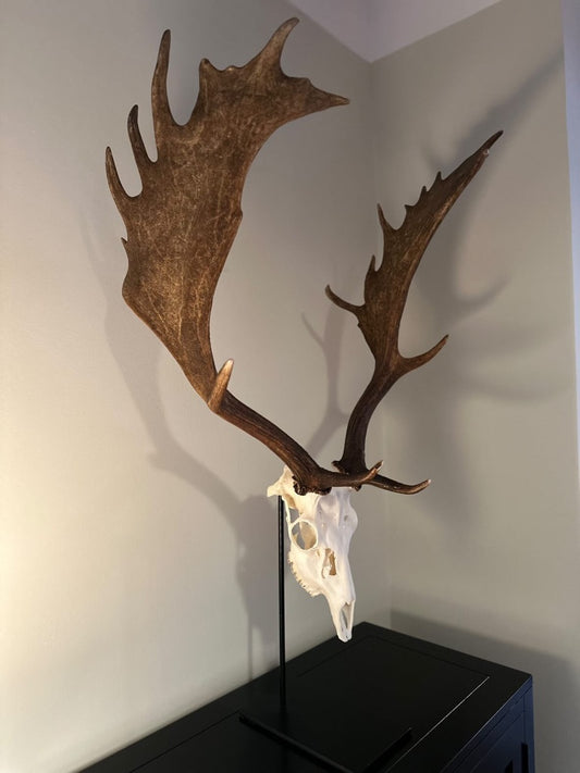 Trophäenständer Damwild Stahl